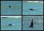 (01) dolphin montage.jpg    (1000x720)    354 KB                              click to see enlarged picture